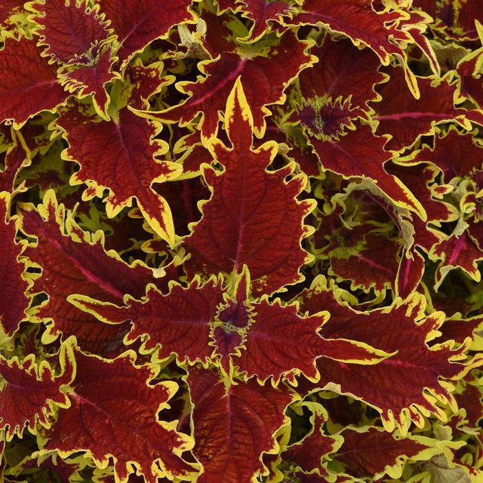 Ignite™ 'Copperhead' - coleus scutellarioides from Bloomfield Garden Center