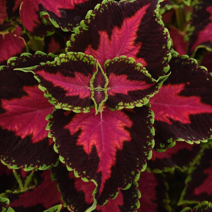 Ignite™ 'Heartbreaker' - coleus scutellarioides from Bloomfield Garden Center