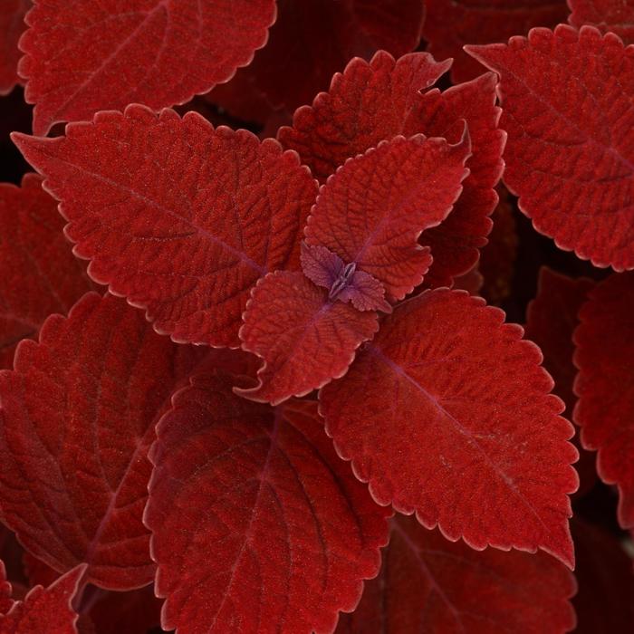 Ignite™ 'Ruby Slipper' - coleus scutellarioides from Bloomfield Garden Center