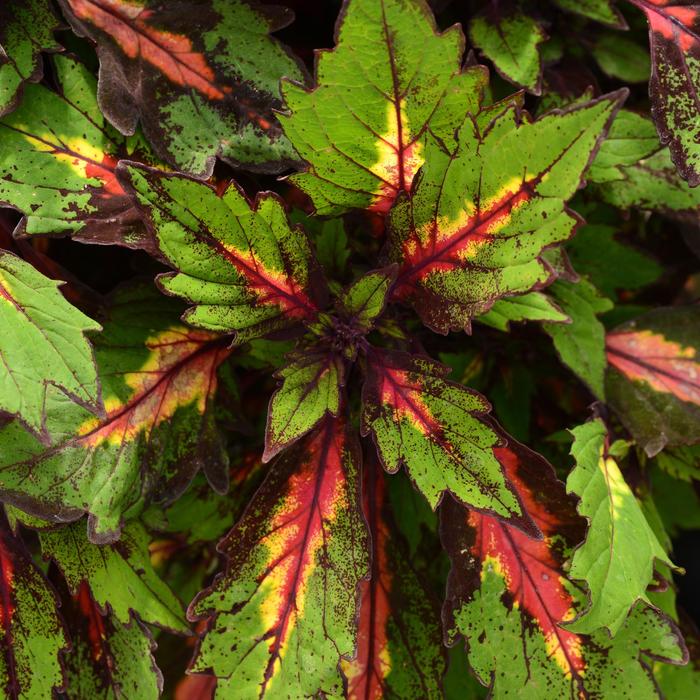 Ignite™ 'Special Effects' - coleus scutellarioides from Bloomfield Garden Center