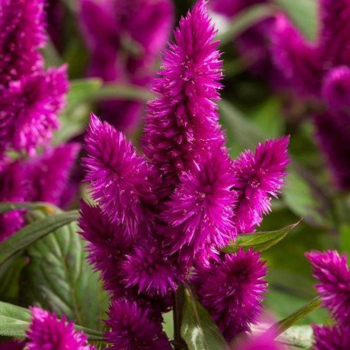 Intenz™ Dark Purple Improved Cockscomb - Celosia spicata from Bloomfield Garden Center