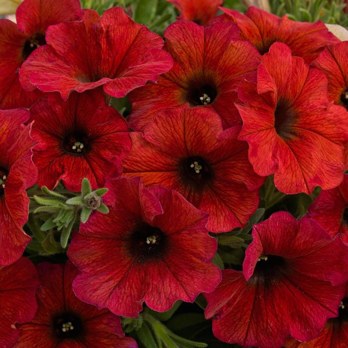 SuperCal® Premium Bordeaux - Petchoa (Petunia/Calibrachoa) from Bloomfield Garden Center