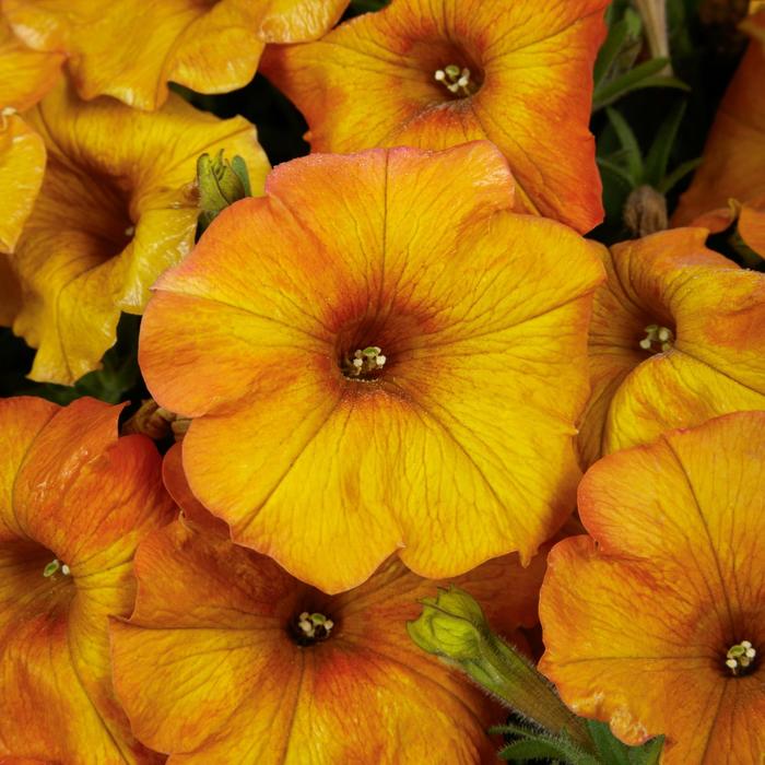 SuperCal® Premium Sunset Orange - Petchoa (Petunia/Calibrachoa) from Bloomfield Garden Center