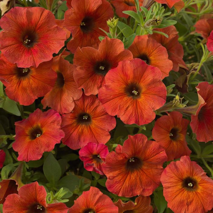 SuperCal® Premium 'Cinnamon' - Petchoa (Petunia) from Bloomfield Garden Center