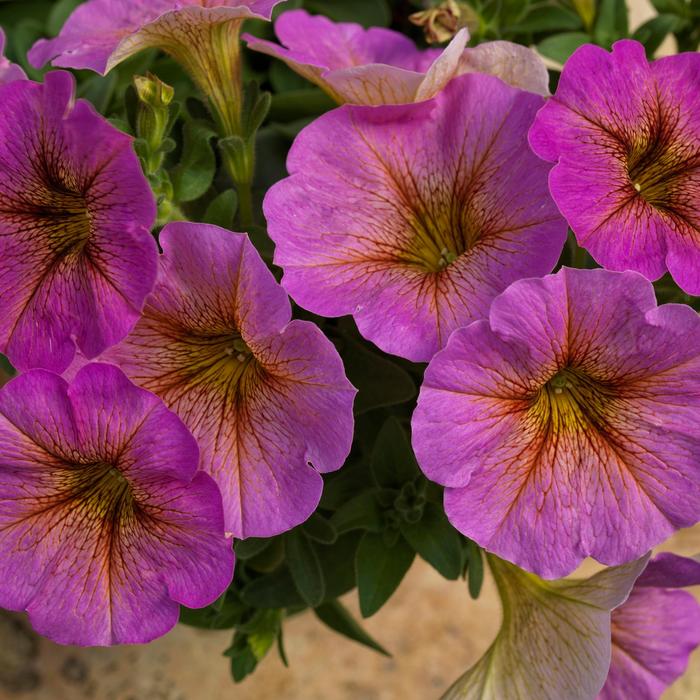 SuperCal® Premium Sunray Pink - Petchoa (Petunia/Calibrachoa) from Bloomfield Garden Center