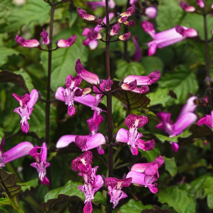 'Mona Magenta' - Plectranthus from Bloomfield Garden Center