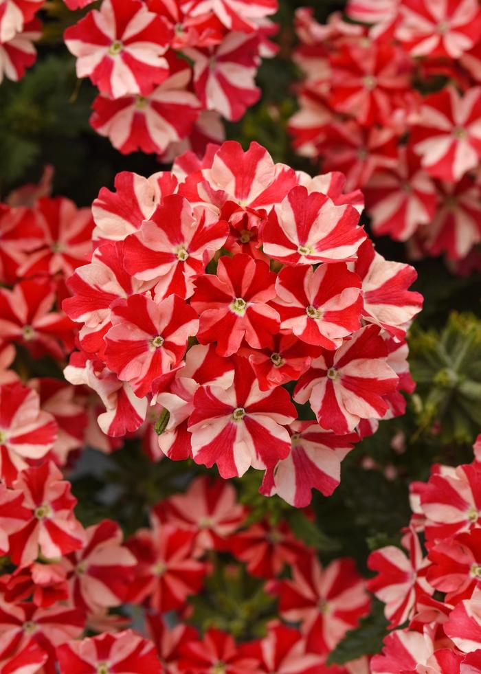 Firehouse™ 'Peppermint' - Verbena peruviana from Bloomfield Garden Center