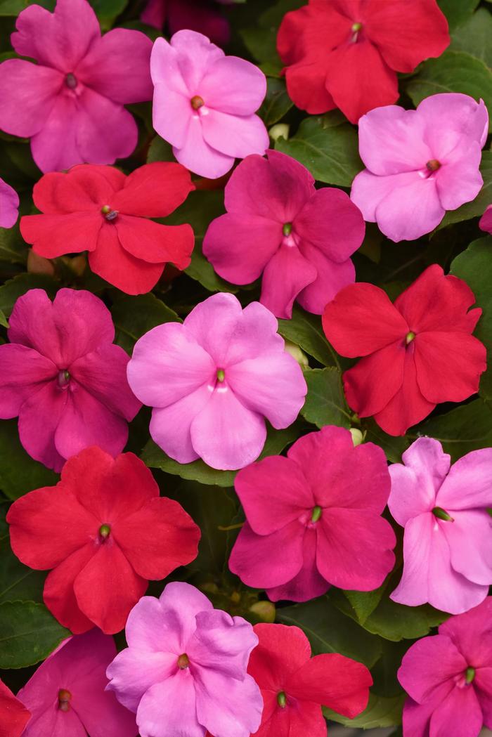 Beacon® 'Otway Mix' - Impatiens walleriana from Bloomfield Garden Center