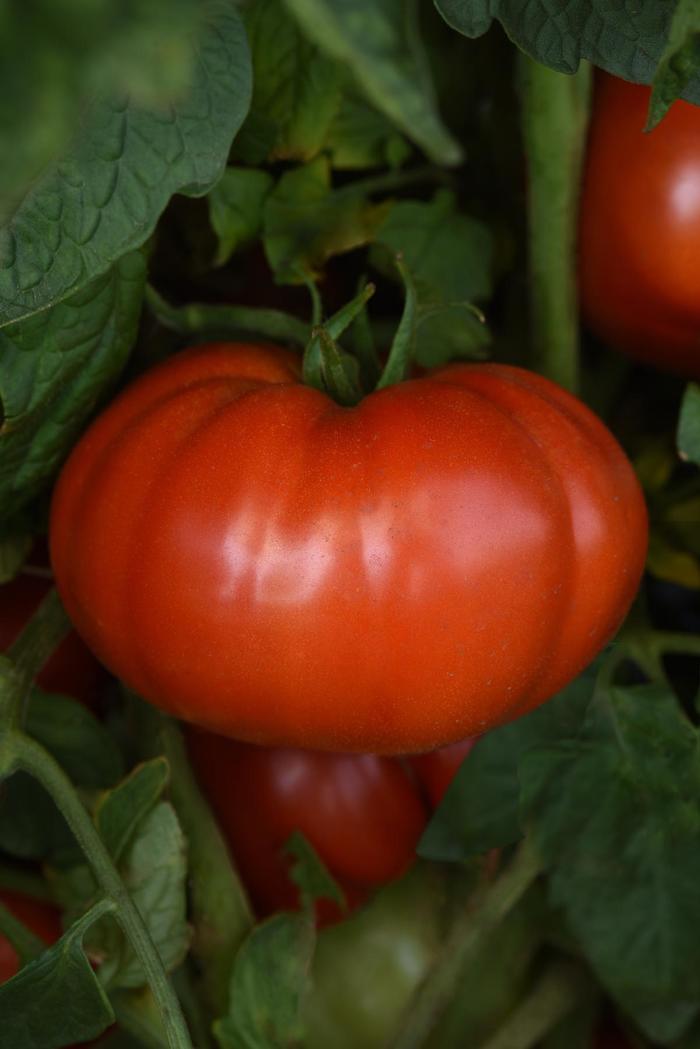 'Wonderstar Red' Tomato - Lycopersicon esculentum from Bloomfield Garden Center