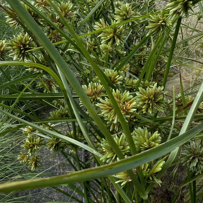 Cyperus - Cyperus glaber 'Abby' from Bloomfield Garden Center