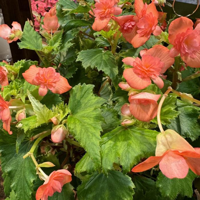 Adora™ 'Emerald Salmon' - Begonia from Bloomfield Garden Center