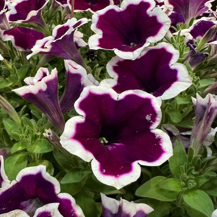 Painted Love™ Purple - Petunia from Bloomfield Garden Center