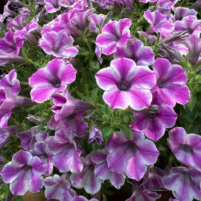 Dekko™ 'Pinwheel Purple' - Petunia from Bloomfield Garden Center