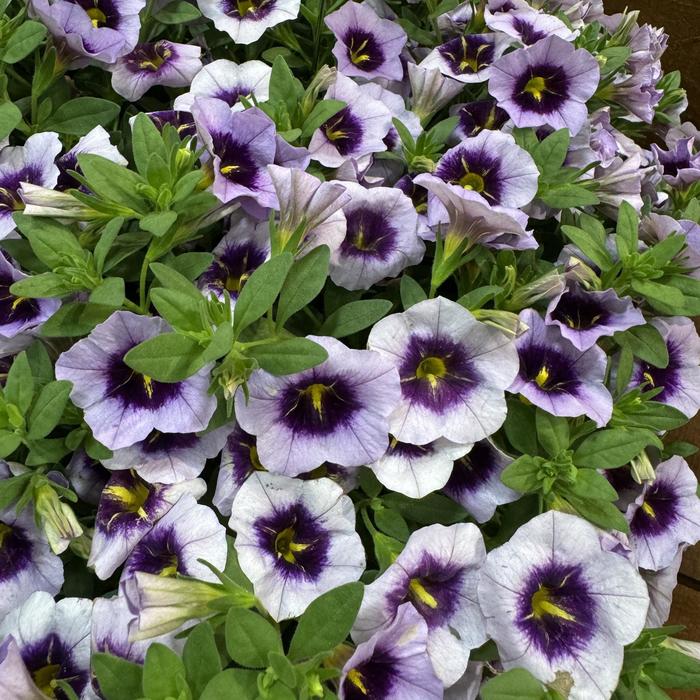 Callie® 'Blueberry Spark' - Calibrachoa (Million Bells) from Bloomfield Garden Center