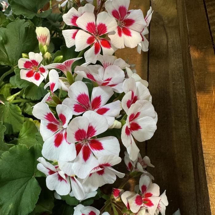 Mojo™ White Splash - Pelargonium (Interspecific Geranium) from Bloomfield Garden Center