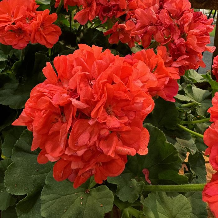 Calliope® Large Dark Salmon - Pelargonium (Interspecific Geranium) from Bloomfield Garden Center