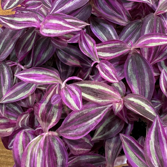 'Pink Paradise' Wandering Jew - Tradescantia zebrinus from Bloomfield Garden Center