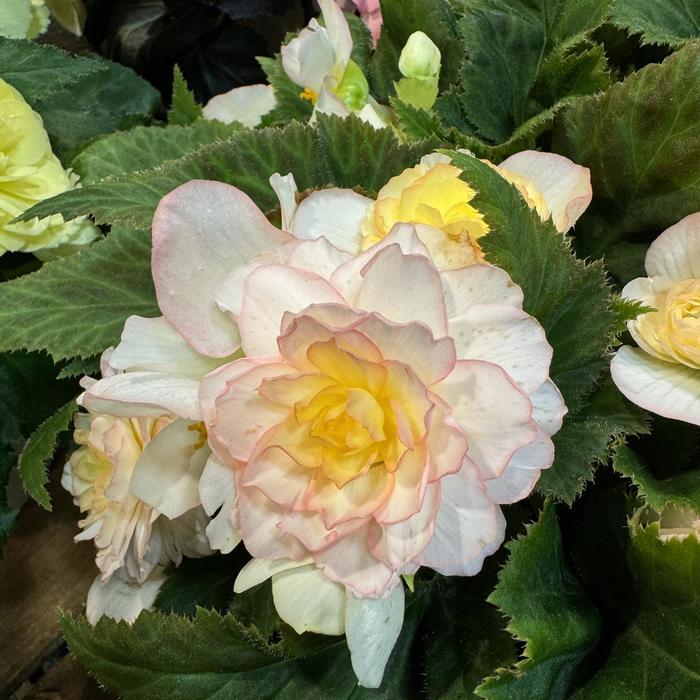 Nonstop® Peach Shades - Begonia x tuberhybrida (Tuberous Begonia) from Bloomfield Garden Center