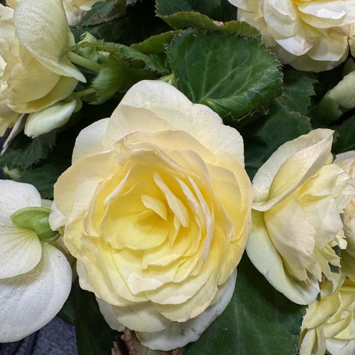 Nonstop® 'Lemon' - Begonia x tuberhybrida (Tuberous Begonia) from Bloomfield Garden Center