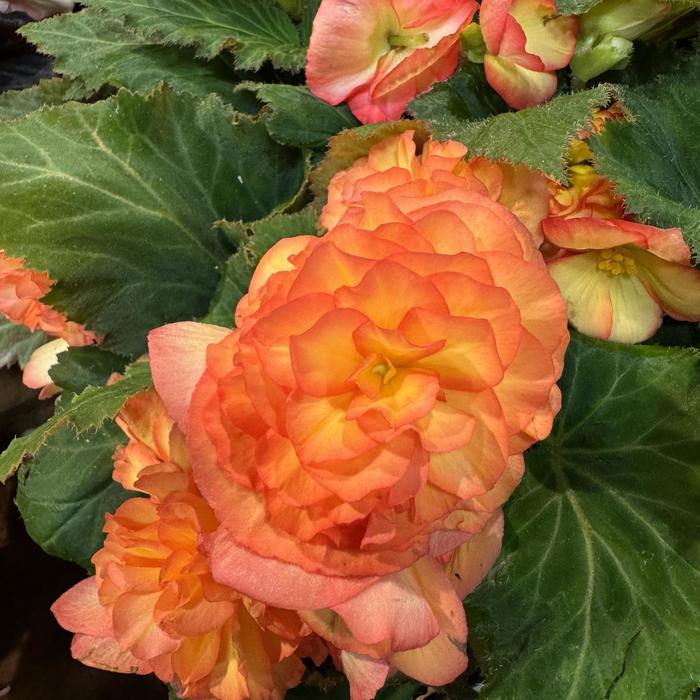 Nonstop® 'Flame' - Begonia x tuberhybrida (Tuberous Begonia) from Bloomfield Garden Center