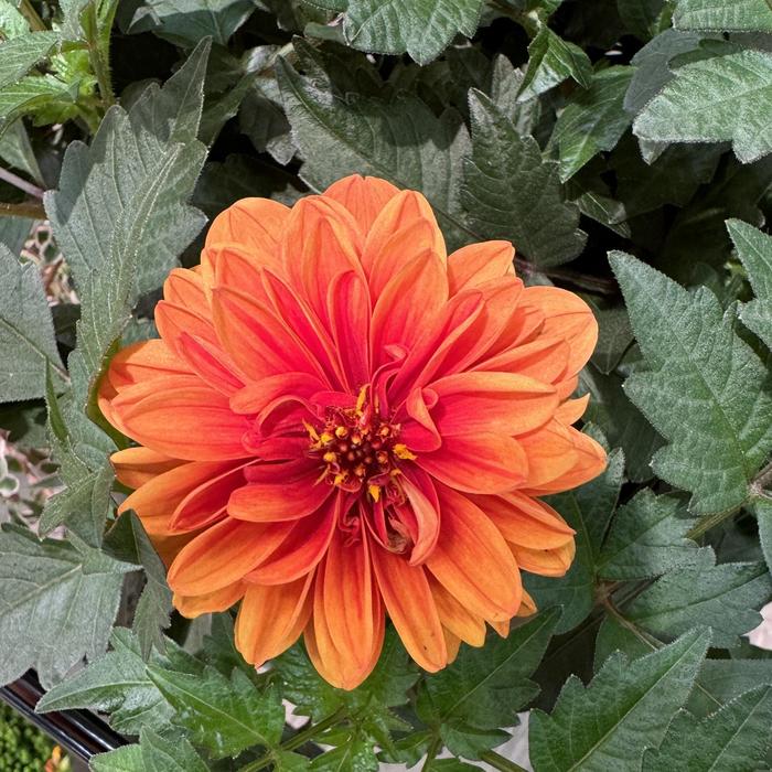 City Lights™ Apricot Glow - Dahlia from Bloomfield Garden Center