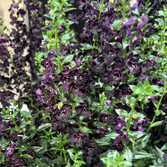 AngelFlare™ Black - Angelonia angustifolia from Bloomfield Garden Center