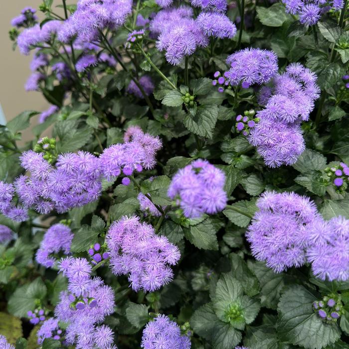 Monarch Magic™ Floss Flower - Ageratum houstonianum from Bloomfield Garden Center