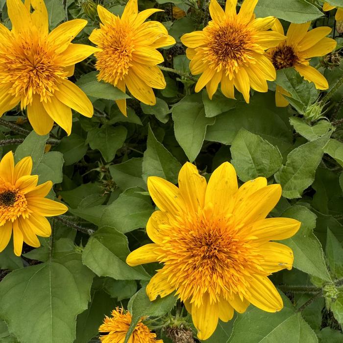 Sunfinity® 'Double Yellow' Dwarf Sunflower - Helianthus annuus from Bloomfield Garden Center