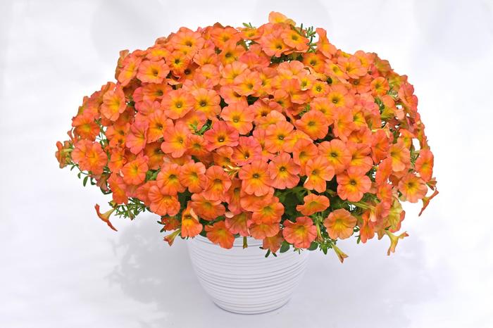 Flower Shower 'Golden Harvest' Petunia - Petunia from Bloomfield Garden Center