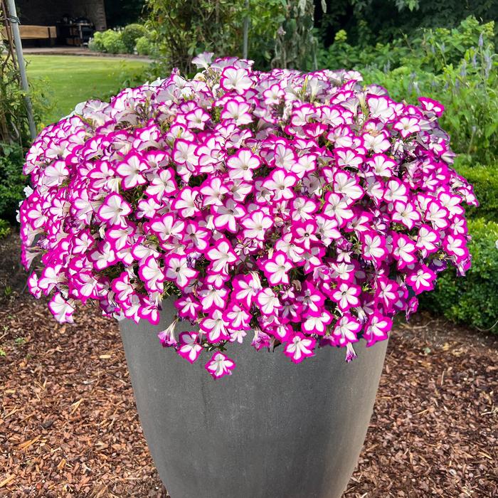 Flower Shower 'Ringo Star' Petunia - Petunia from Bloomfield Garden Center