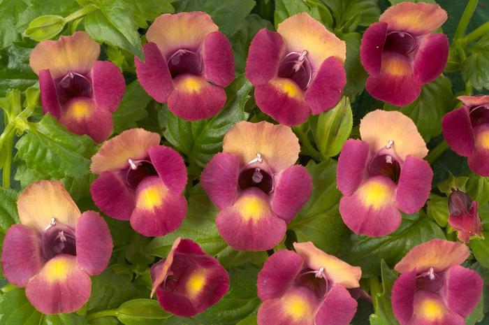 Magenta Moon™ Wishbone Flower - Torenia from Bloomfield Garden Center