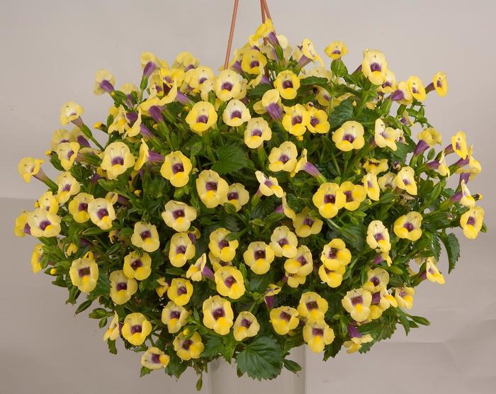 Yellow Moon™ Wishbone Flower - Torenia from Bloomfield Garden Center