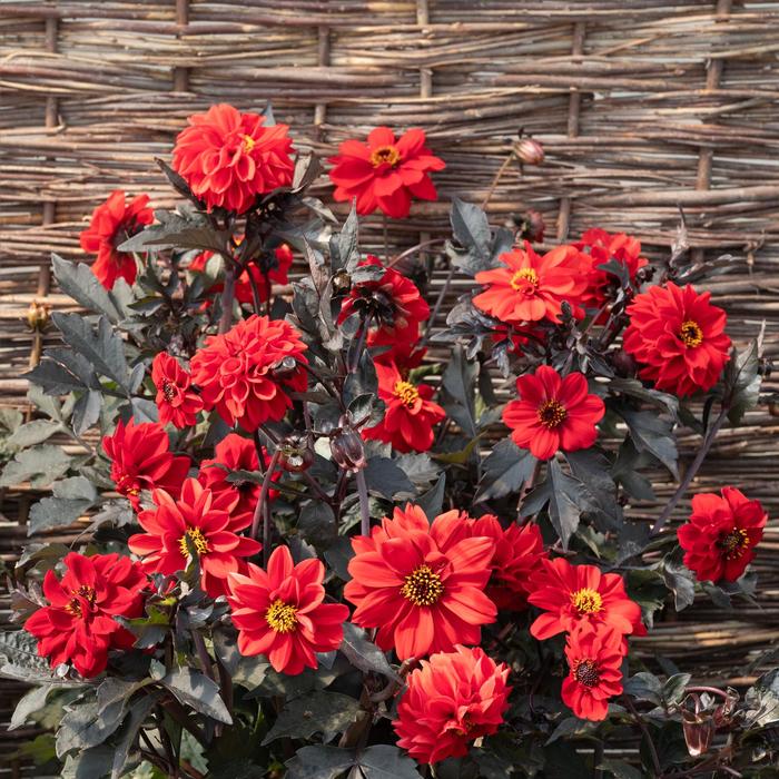 'Black Forest Ruby' - Dahlia pinnata from Bloomfield Garden Center