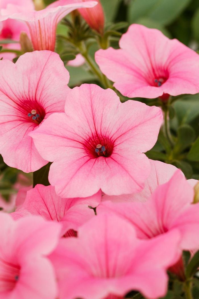 Dekko™ Maxx™ Pink - Petunia from Bloomfield Garden Center