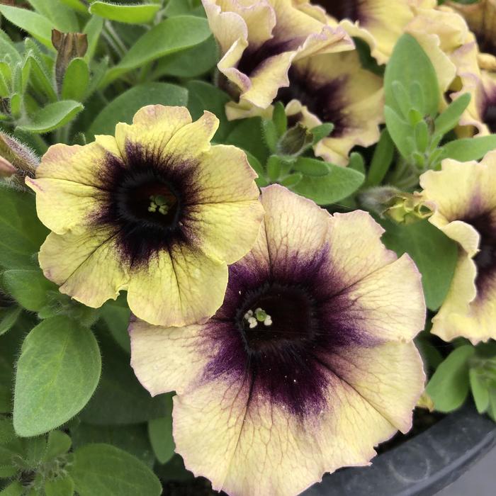 Surfinia® 'Heavenly Blueberries and Cream' - Petunia from Bloomfield Garden Center