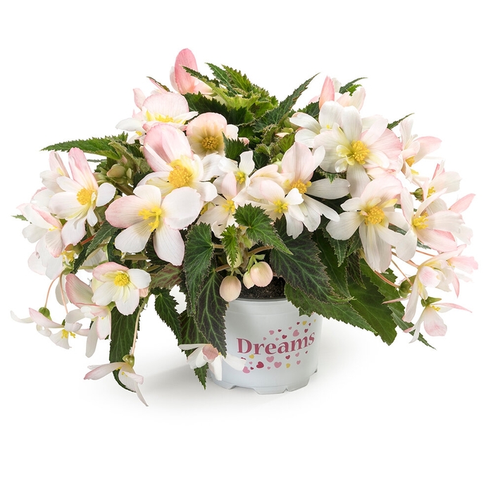 Waterfalls® 'Angel Soft Pink' - Begonia boliviensis from Bloomfield Garden Center