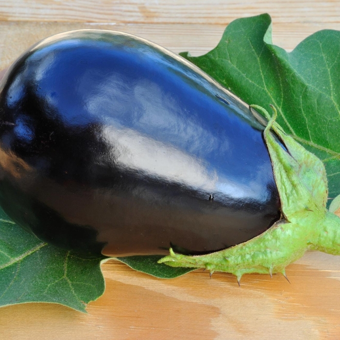 'Black Beauty' Eggplant - Solanum melongena from Bloomfield Garden Center 'Black Beauty' Eggplant - Solanum melongena from Bloomfield Garden Center