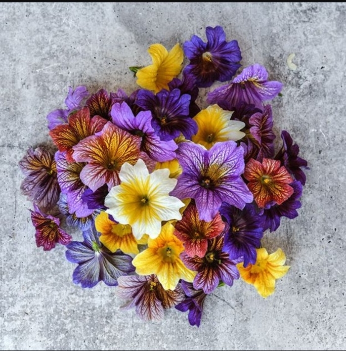 Grandiflora Painted Tongue - Salpiglossis sinuata from Bloomfield Garden Center