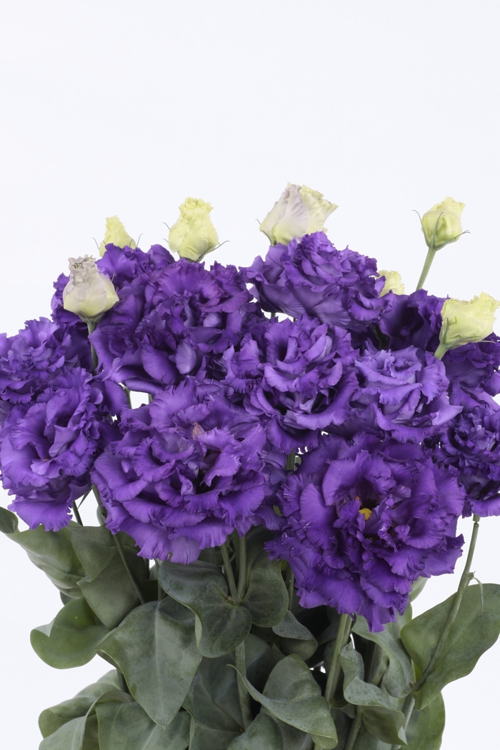 'Voyage II Blue' Lisianthus - Eustoma grandiflorum from Bloomfield Garden Center 'Voyage II Blue' Lisianthus - Eustoma grandiflorum from Bloomfield Garden Center