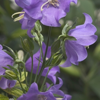 Campanula persicifolia - 'Blue' Bellflower-Peach-leaved