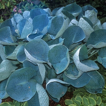 Hosta - 'Abiqua Drinking Gourd' Hosta, Plantain Lily