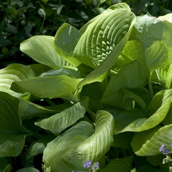 Hosta - 'Sum and Substance' Hosta, Plantain Lily