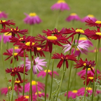 Tanacetum coccineum - 'Robinson's Red' Painted Daisy