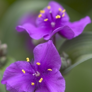 Tradescantia - 'Concord Grape' Spiderwort