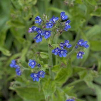 Anchusa azurea - Forget Me Not 