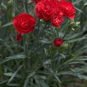 Dianthus caryophyllus - 'Can Can Scarlet' Carnation