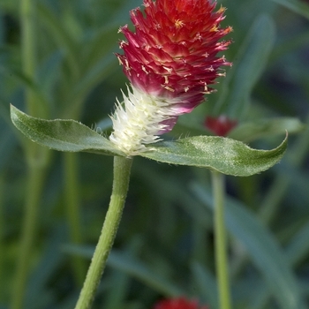 Gomphrena globosa - 'Strawberry Fields' Bachelor's Button