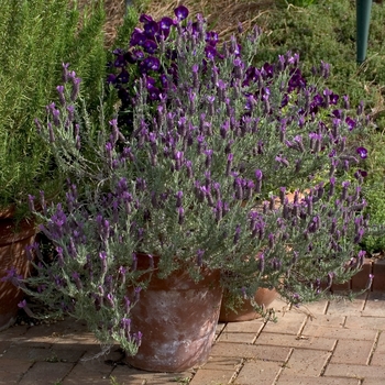 Lavandula dentata - Toothed Lavender