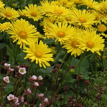 Doronicum - 'Little Leo' Leopard's Bane