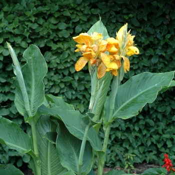 Canna x generalis - 'Picasso' Canna Lily